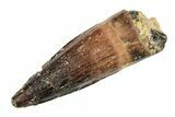 Juvenile Fossil Spinosaurus Tooth - Real Dinosaur Tooth #276957-1